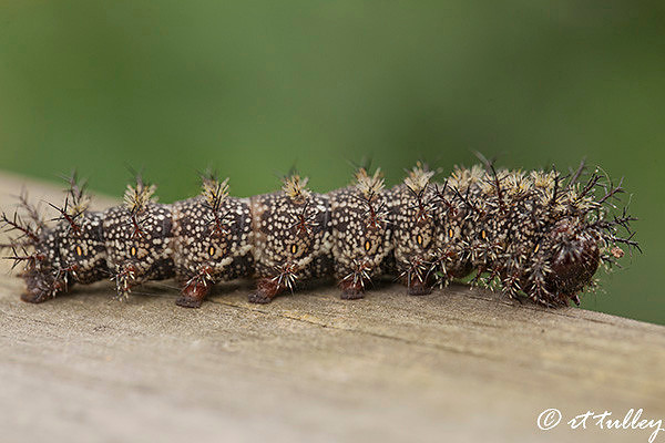 self defense,buck moth caterpillar
