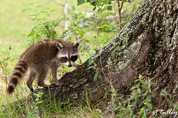 photographing animals;young racoon