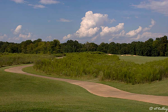 Black Bear GC #12