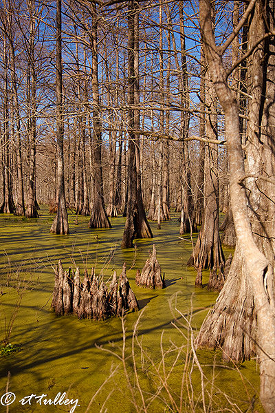 swamps, lake martin