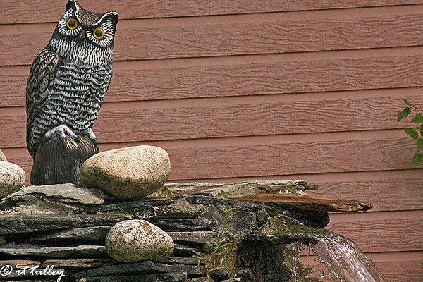 wisdom,owl