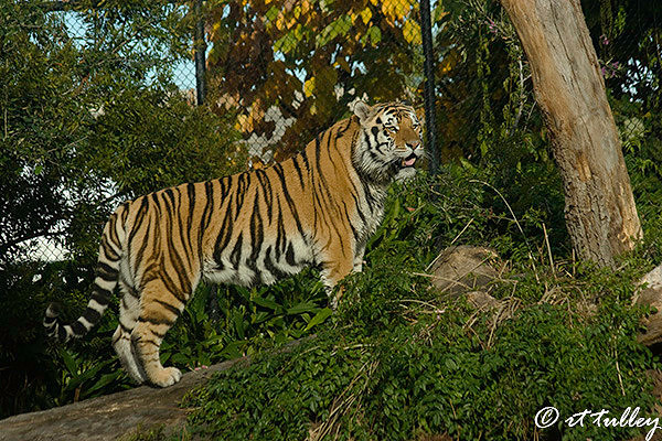 solitude, tiger,mike the tiger