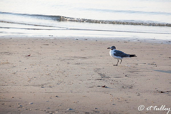 resilience,laughing gull, one foot