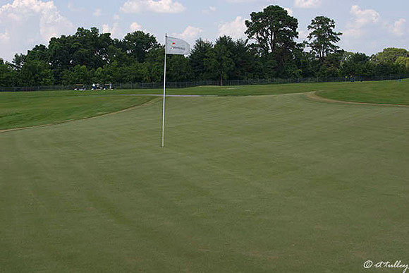 the Wetlands #9