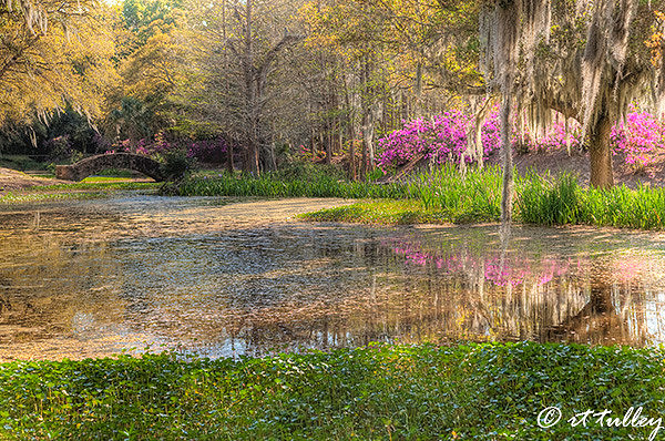 azaleas, avery island