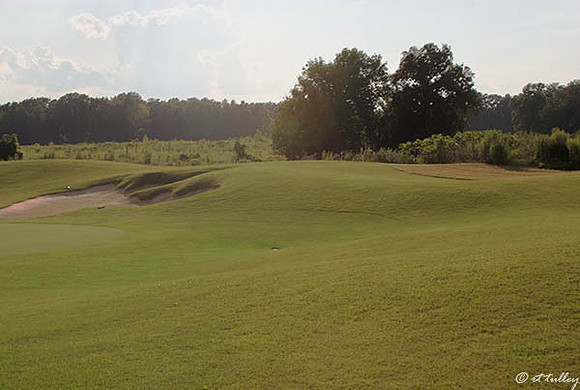 Black Bear GC #16