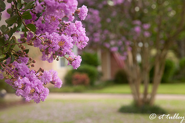 crepe myrtle