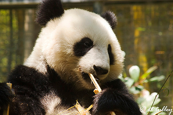 sense of taste, giant panda