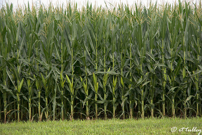 cornfield
