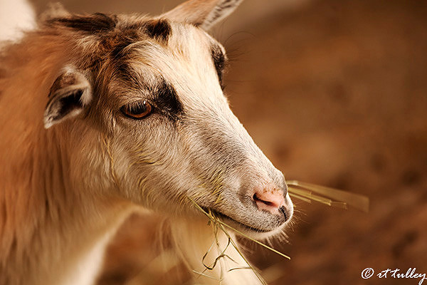 food;goat