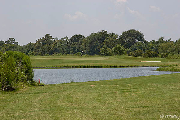 the Wetlands #2