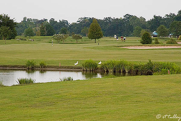 the Island #17