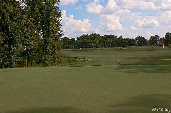 Black Bear GC #10