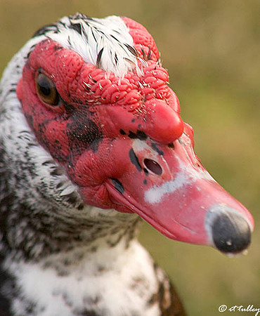 Muscovy Duck