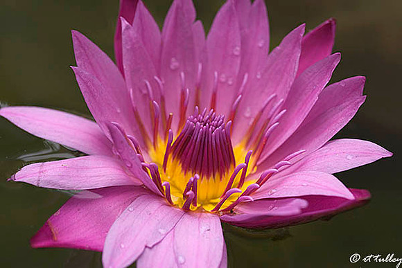 Water Lily