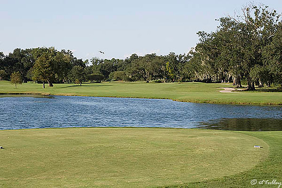Audubon GC #10