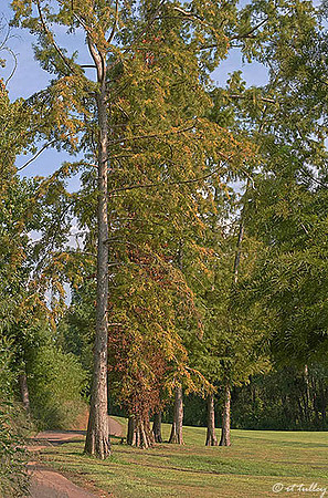 Olde Oaks Cypress Trees