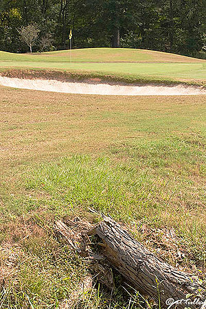 Olde Oaks Cypress #2