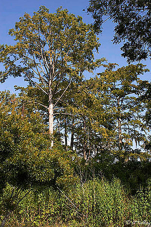Olde Oaks Trees