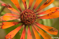 Dying Flower