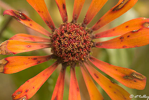 Dying Flower