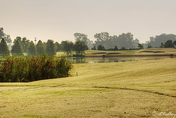 Oakwing GC #3