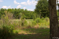 the Wetlands #4