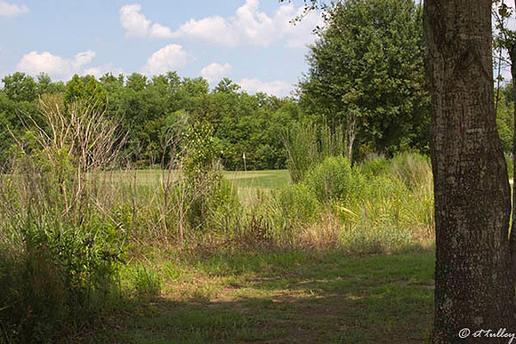 the Wetlands #4