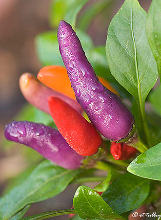 Peppers