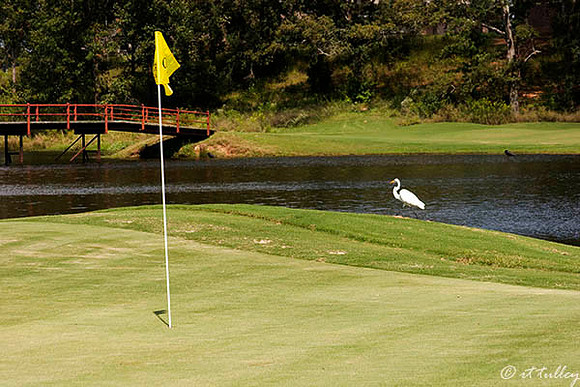 Olde Oaks Oak #9