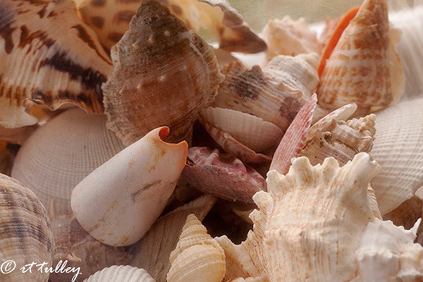 armor,shells