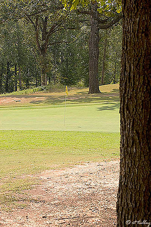 Olde Oaks Cypress #4