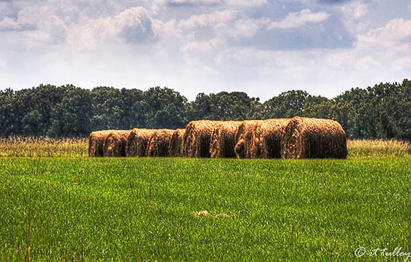 Black Bear GC Haystacks