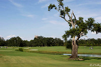 Audubon GC #2, Old Tree