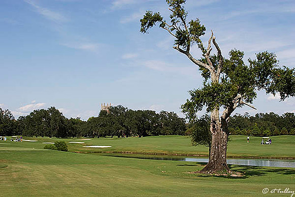 Audubon GC #2, Old Tree