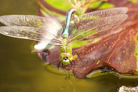 Dragonfly on Lilly Pad