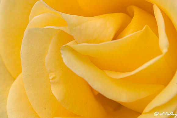 Yellow Rose