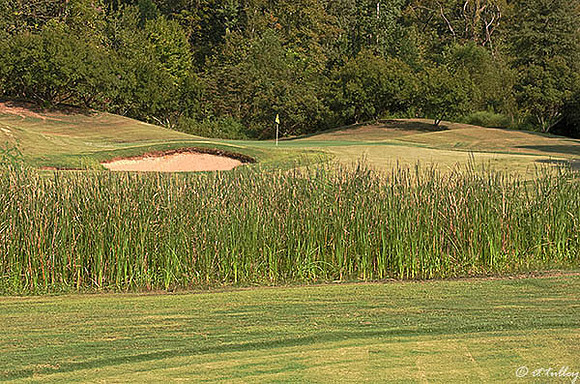 Olde Oaks Oak #1