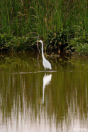 Oakwing GC Egret