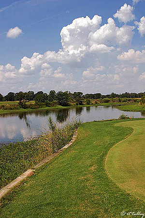 Black Bear GC #3