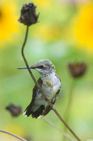 Humingbird