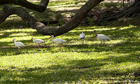 Audubon GC Ibis