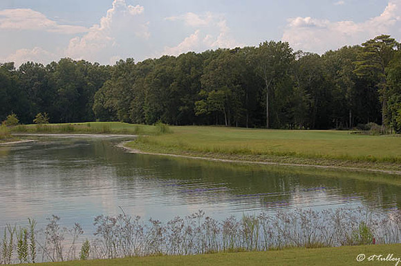 Black Bear GC #10
