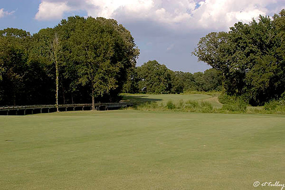 Black Bear GC #14