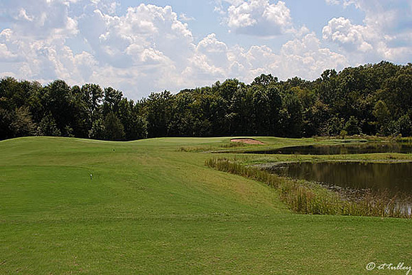 Black Bear GC #4