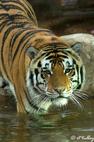 Mike the Tiger