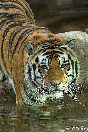 Mike the Tiger