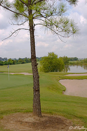Oakwing GC #16