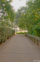 Oakwing GC Cartpath