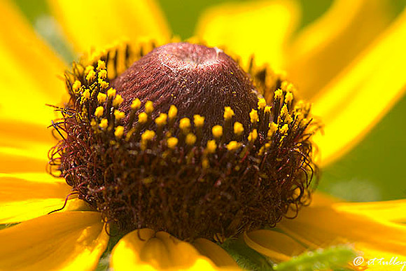 Daisy